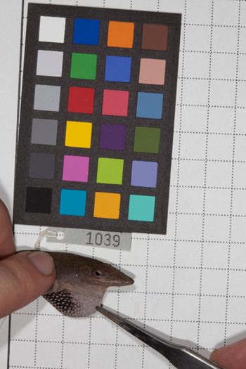 Media type: image;   Herpetology R-190784